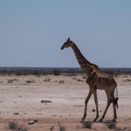 Etosha Nationalpark erstrahlt in vollem Glanz: Aufgenommen mit einem Weitwinkelobjektiv direkt vor dieser atemberaubenden Sehenswürdigkeit in Namibia