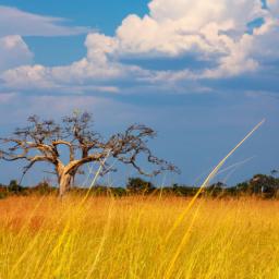 Parc National de Niokolo-Koba erstrahlt in vollem Glanz: Aufgenommen mit einem Weitwinkelobjektiv direkt vor dieser atemberaubenden Sehenswürdigkeit in Senegal