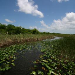 Everglades National Park, Florida erstrahlt in vollem Glanz: Aufgenommen mit einem Weitwinkelobjektiv direkt vor dieser atemberaubenden Sehenswürdigkeit in Ostküste