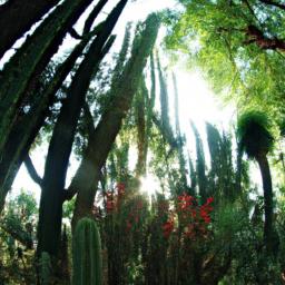 Jardín Botánico Nacional erstrahlt in vollem Glanz: Aufgenommen mit einem Weitwinkelobjektiv direkt vor dieser atemberaubenden Sehenswürdigkeit in Santo Domingo