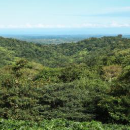 Monteverde Coffee Plantation erstrahlt in vollem Glanz: Aufgenommen mit einem Weitwinkelobjektiv direkt vor dieser atemberaubenden Sehenswürdigkeit in Monteverde