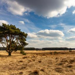 Nationalpark De Hoge Veluwe erstrahlt in vollem Glanz: Aufgenommen mit einem Weitwinkelobjektiv direkt vor dieser atemberaubenden Sehenswürdigkeit in Niederlande