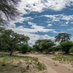 Ruaha Nationalpark erstrahlt in vollem Glanz: Aufgenommen mit einem Weitwinkelobjektiv direkt vor dieser atemberaubenden Sehenswürdigkeit in Tansania